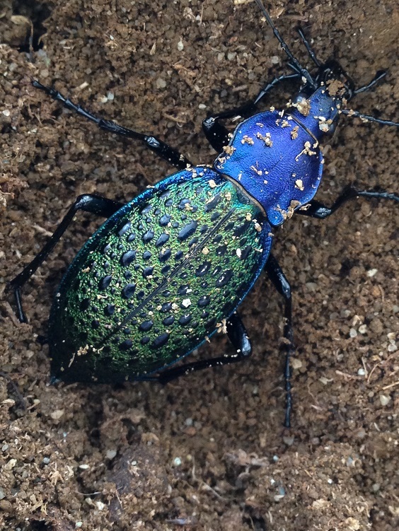 エリスカブリモドキ2号羽化 | ホペイフリークの自己満足日記