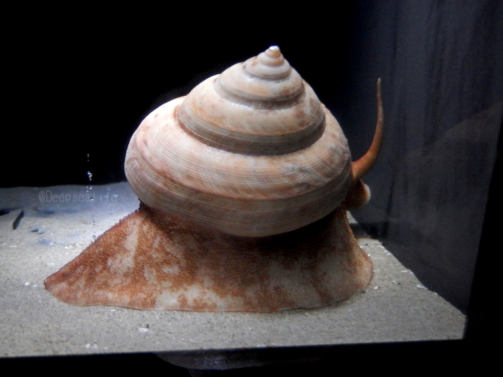 オキナエビスガイ4点 オキナエビスガイ4点 オキナエビスガイ4点