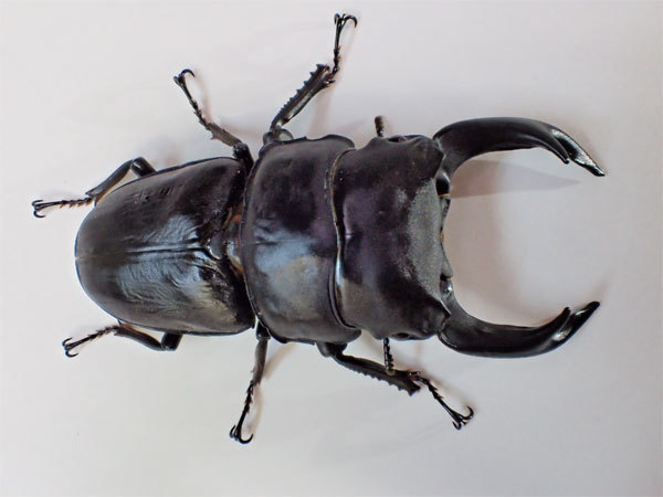 久留米産オオクワガタ特大個体写真集～88㎜オーバーを集めてみました