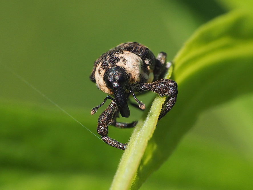 キューバ産 ゾウムシ 9mm キューバ産 ゾウムシ 9mm