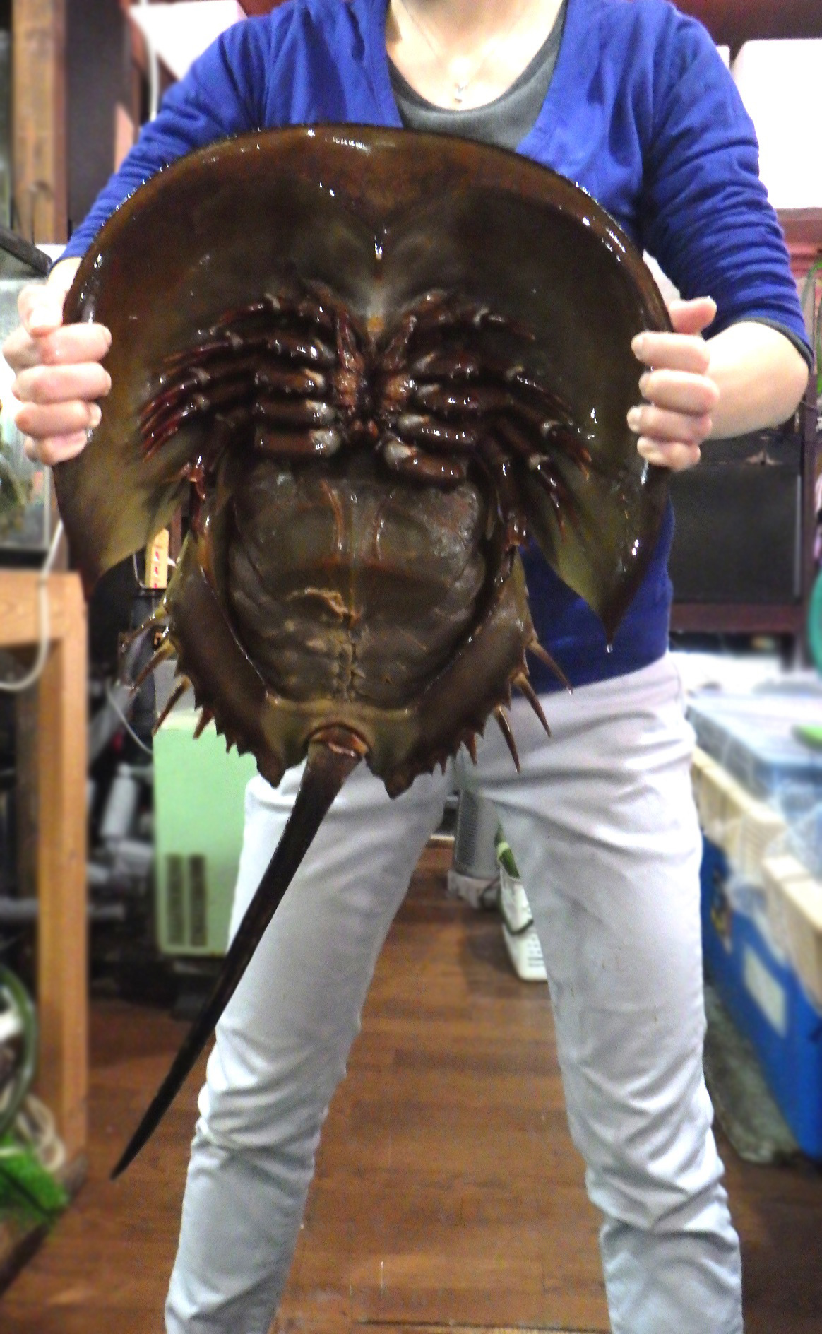 野生カブトガニ脱皮殻 約35センチ B級品 野生 カブトガニ脱皮殻 約38