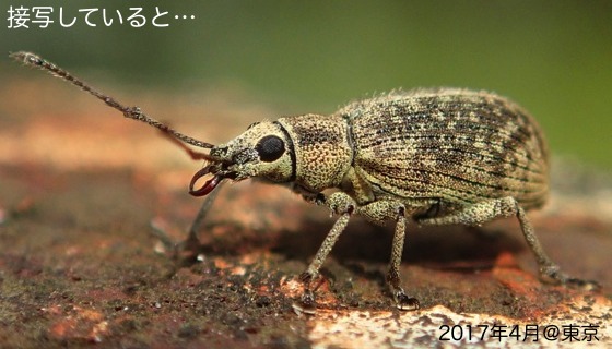 牙付きクチブトゾウムシ＆ヨツボシチビヒラタカミキリ | チャンネルF＋