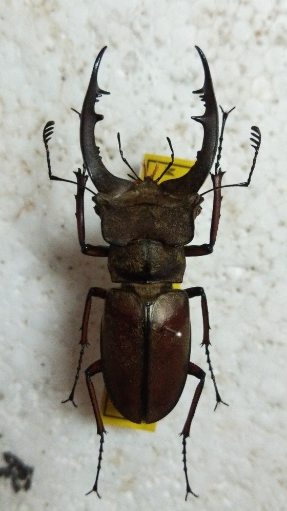 大型 フランス産 ケルブスミヤマ ♂83㎜ 標本 ミヤマクワガタ