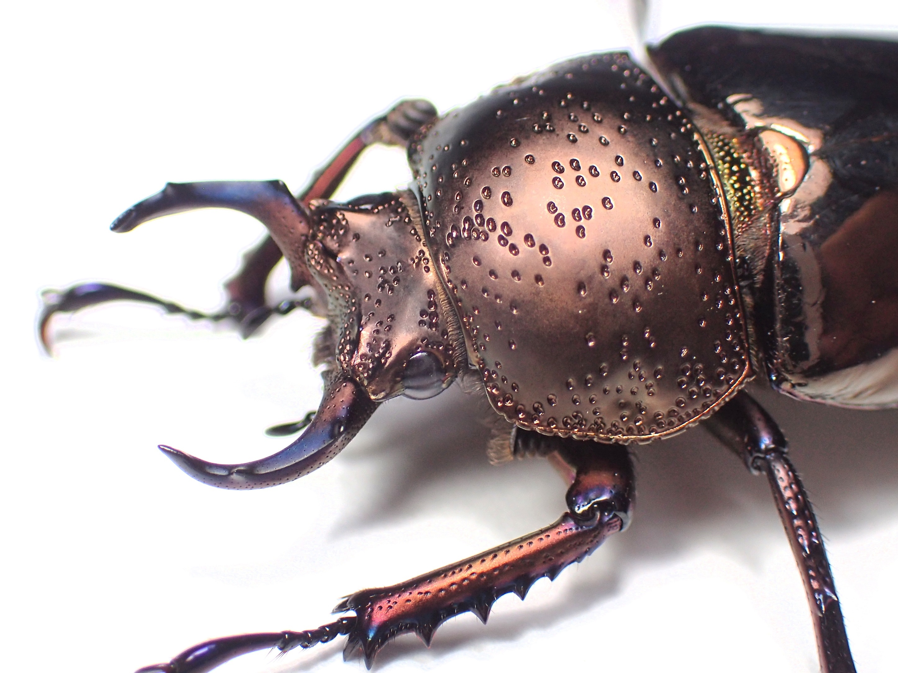 ドウイロクワガタ - takoの昆虫メモ