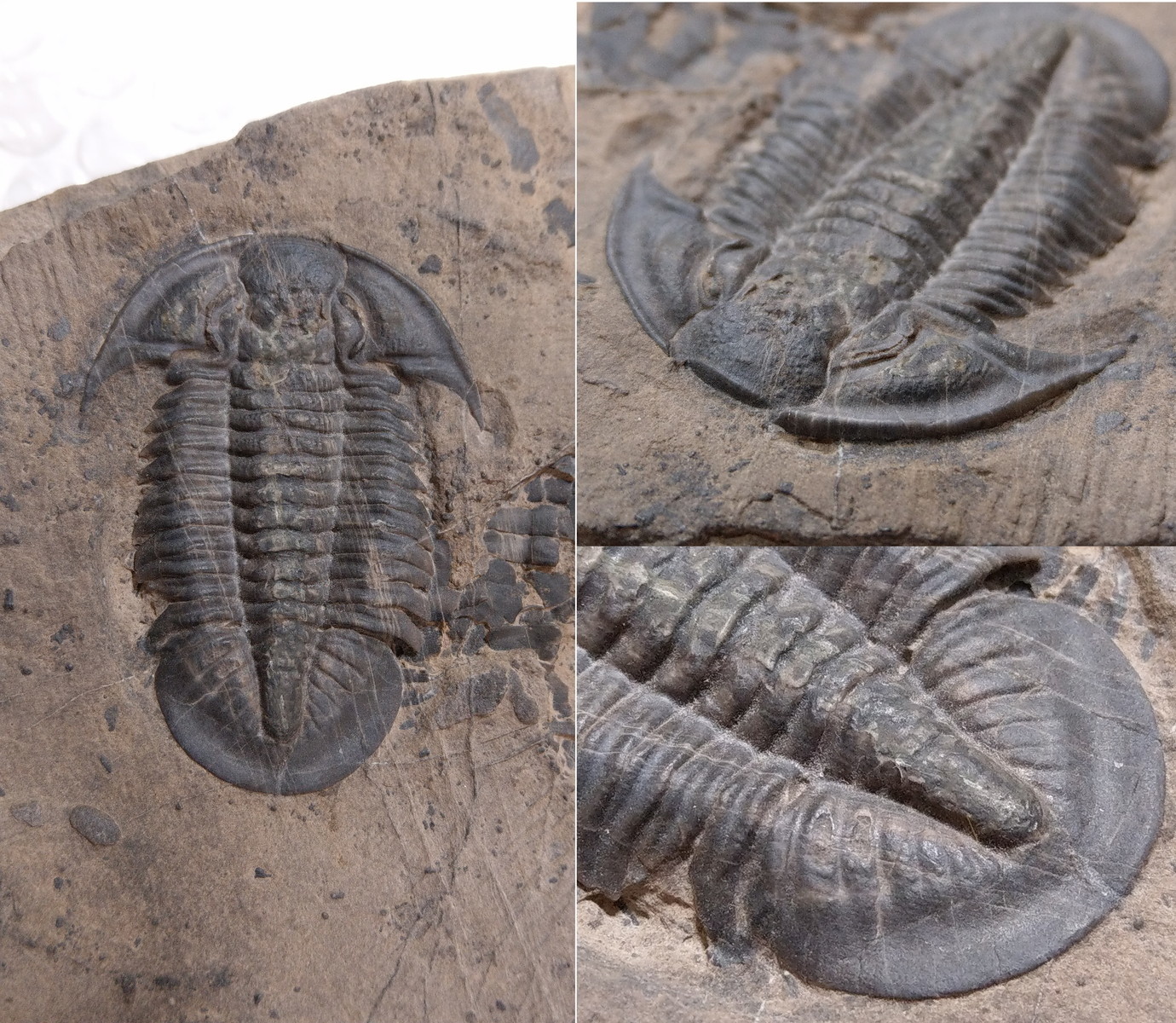 化石 D-3 【公式通販】