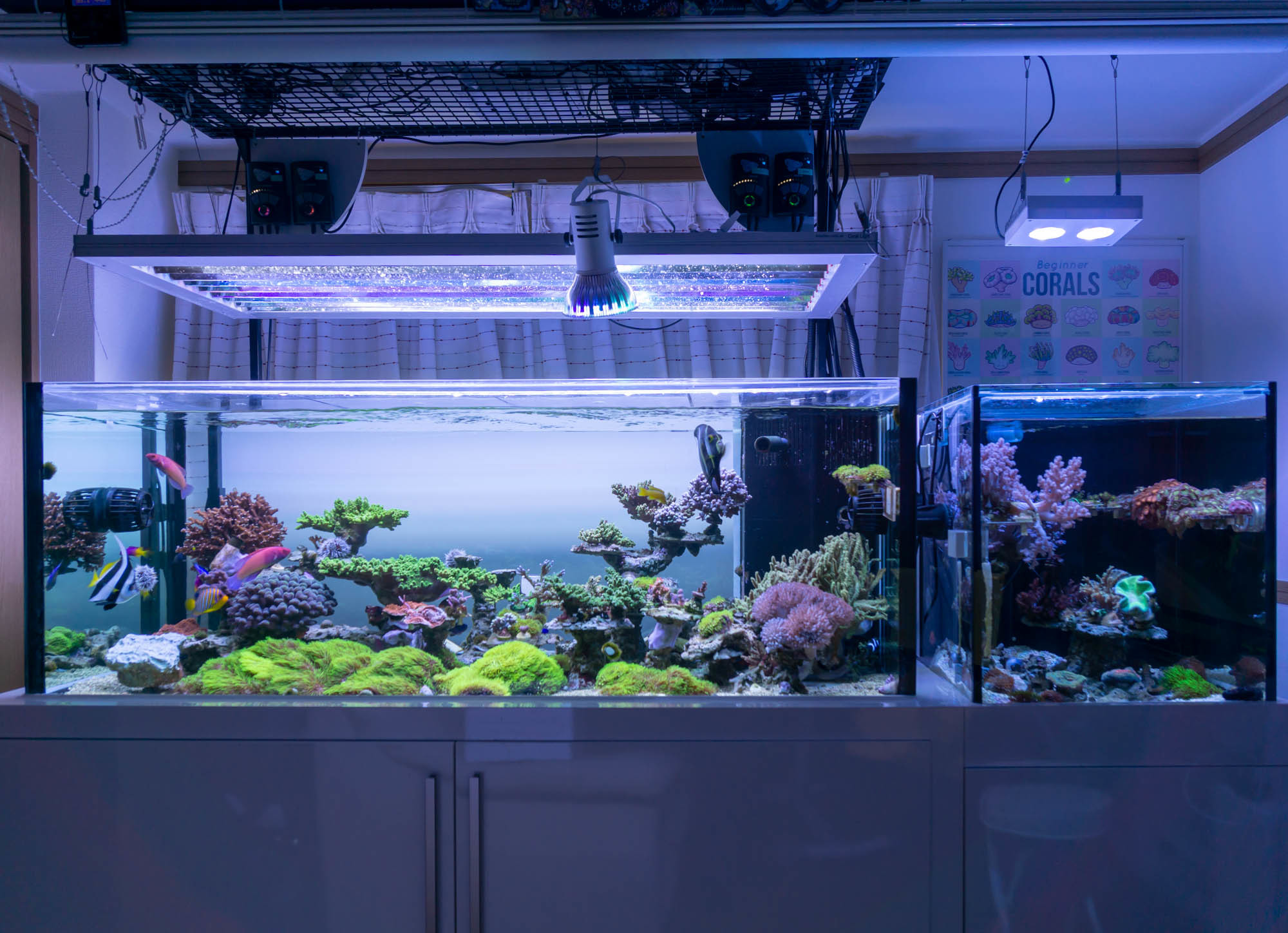 スペクトラSP200、VitalWave UVA370購入 | ZEO水槽日記