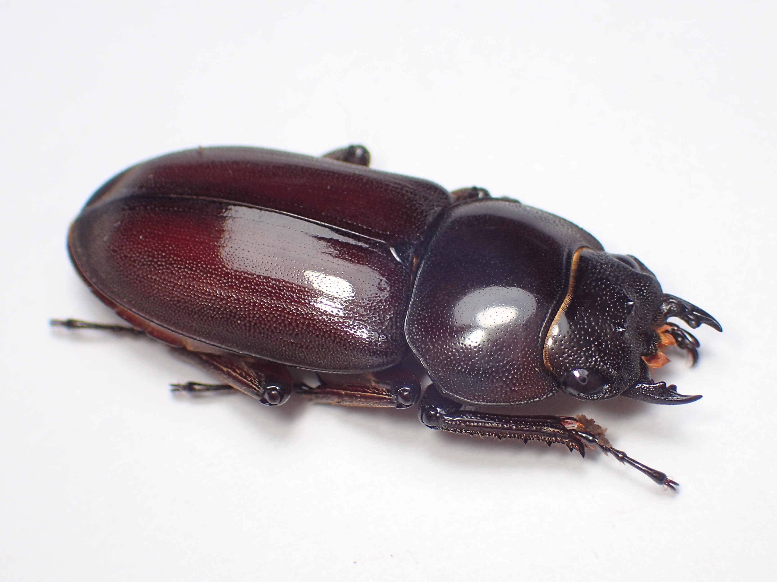 リュウキュウコクワガタ - takoの昆虫メモ