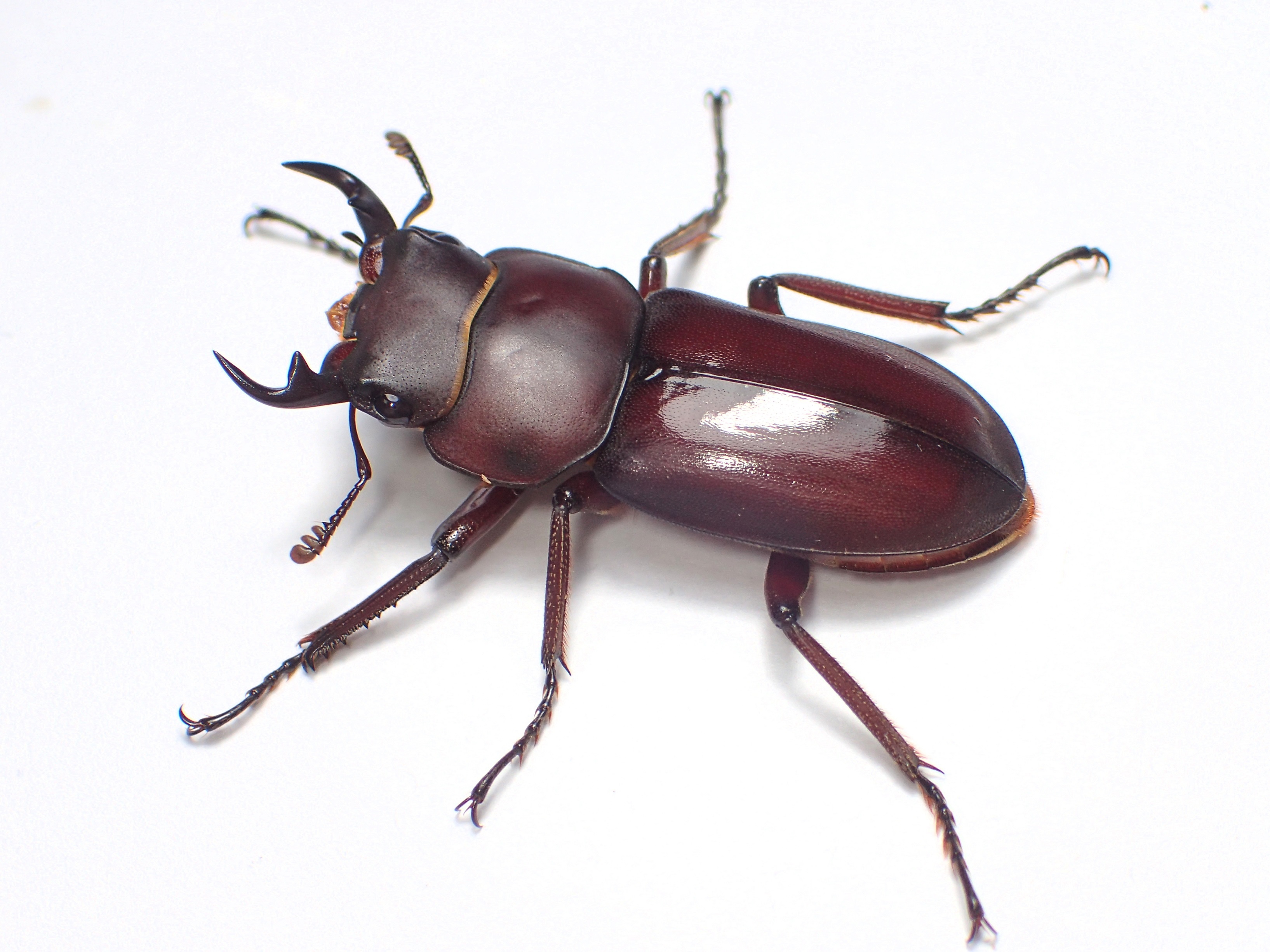 リュウキュウコクワガタ - takoの昆虫メモ