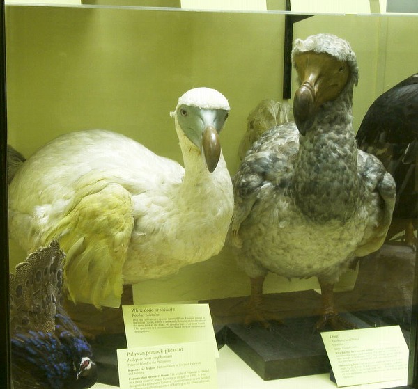 ロンドン自然史博物館ドードーのぬいぐるみ