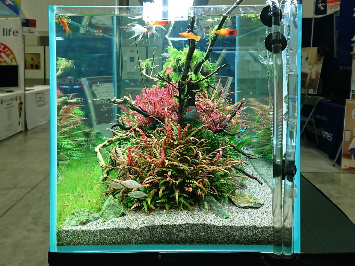 森の螺旋幻想: 90センチ水槽の魔法的アクアレイアウト オンリーワン品】森