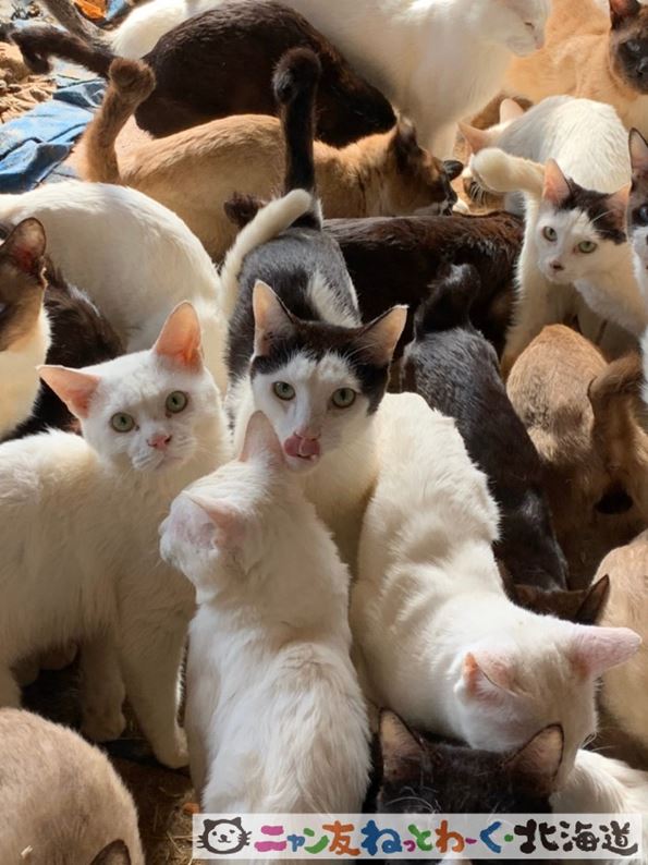 札幌某所230匹多頭飼育崩壊～週末の保護猫たちのニャン友CATラウンジ