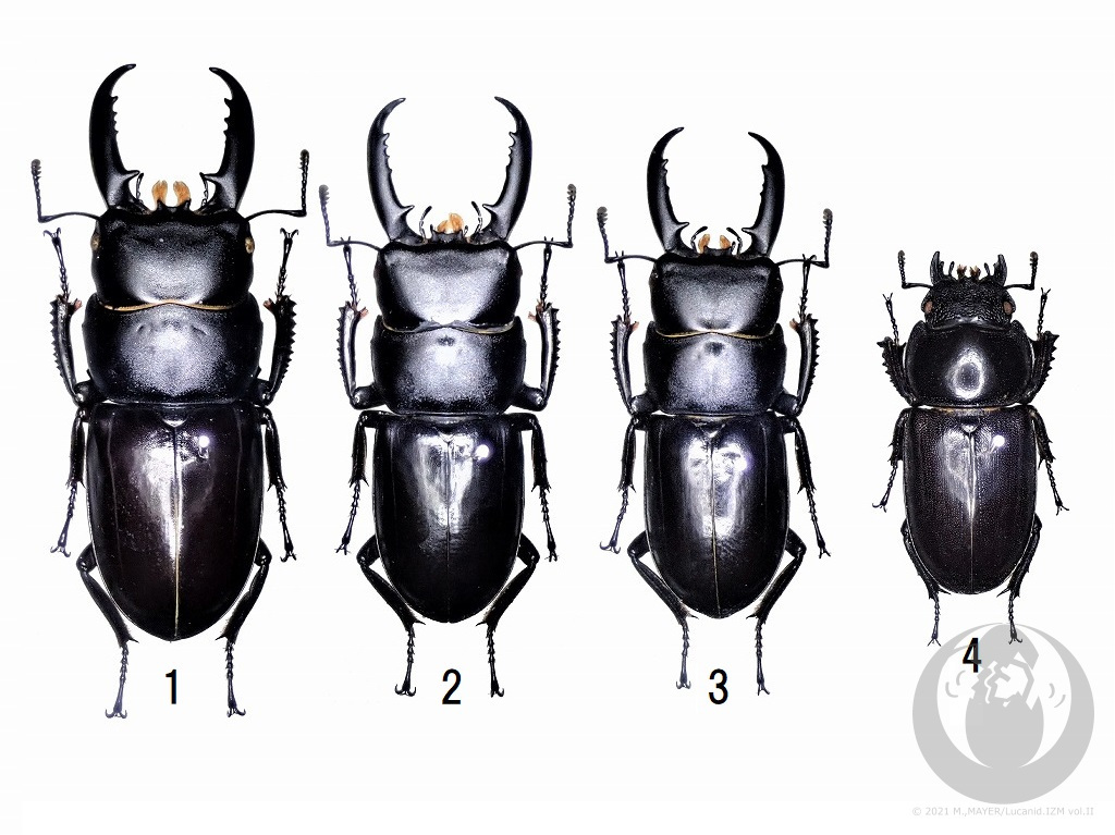 チョウセンヒラタクワガタについて - Lucanid.IZM Vol.II -日本産