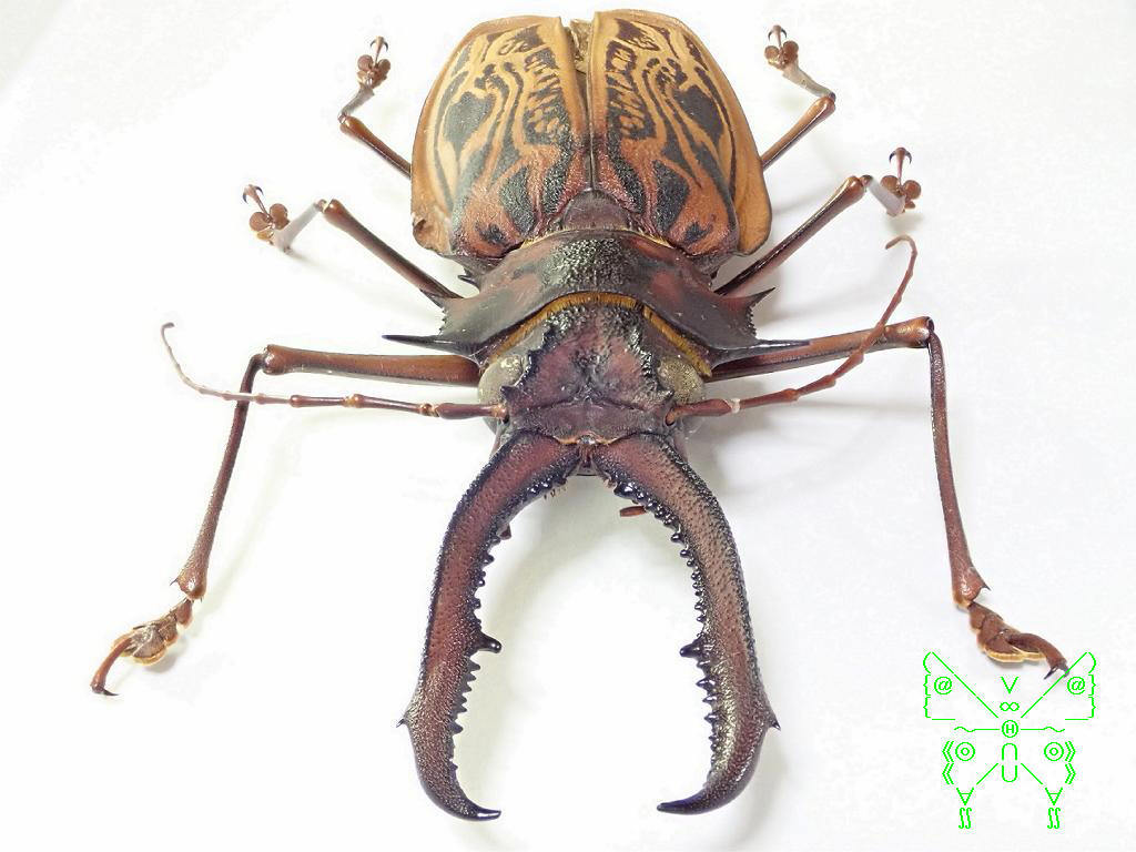 ペルー産オオキバウスバカミキリ 160mm