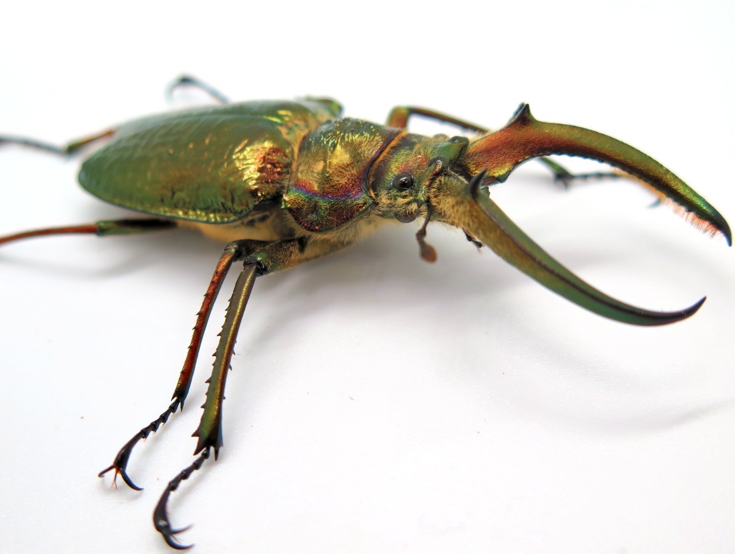 ペルー産ギガンテウスシワバネクワガタ78mm ペア