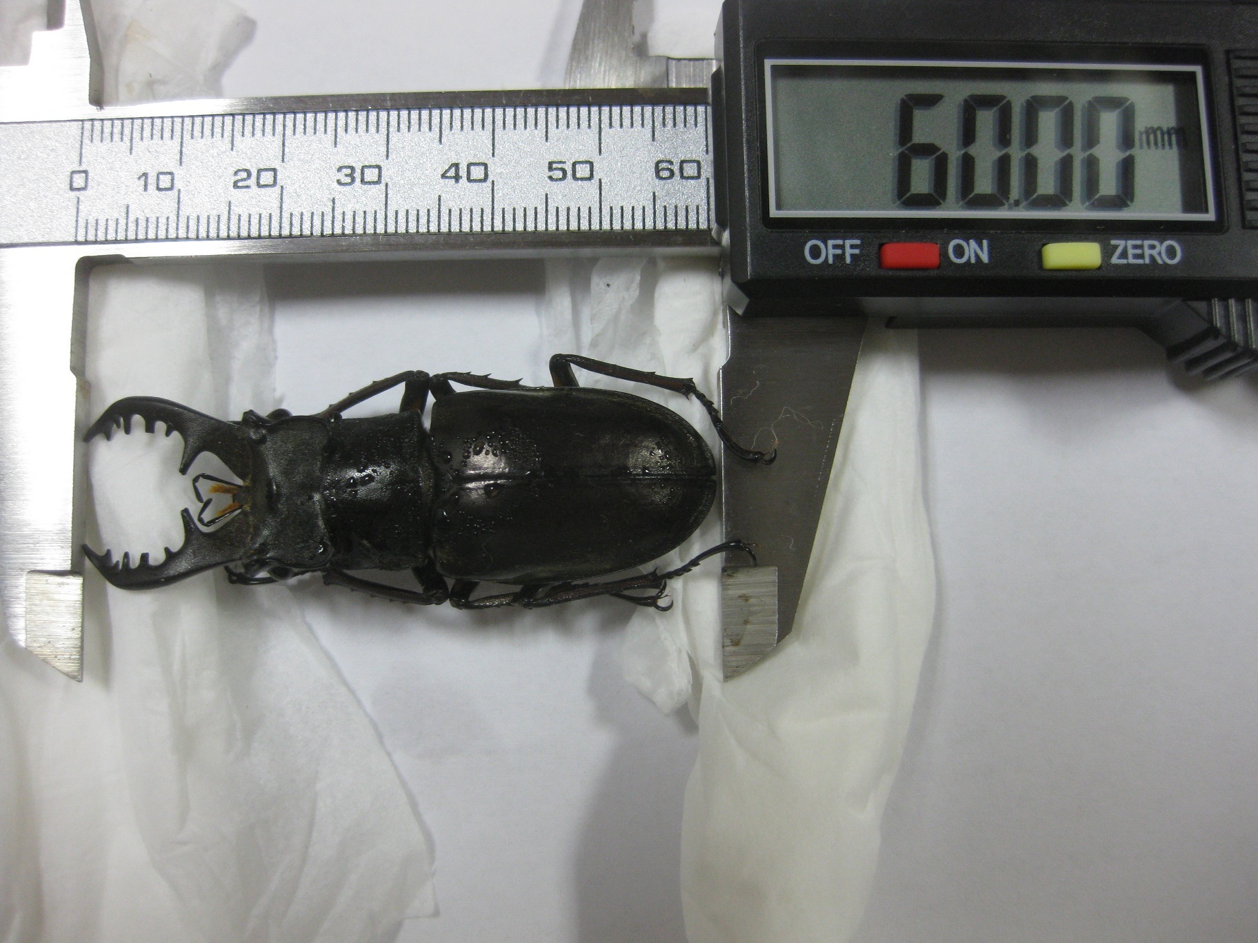 島根県 隠岐島 島前のニシコルリクワガタ 【公式通販】