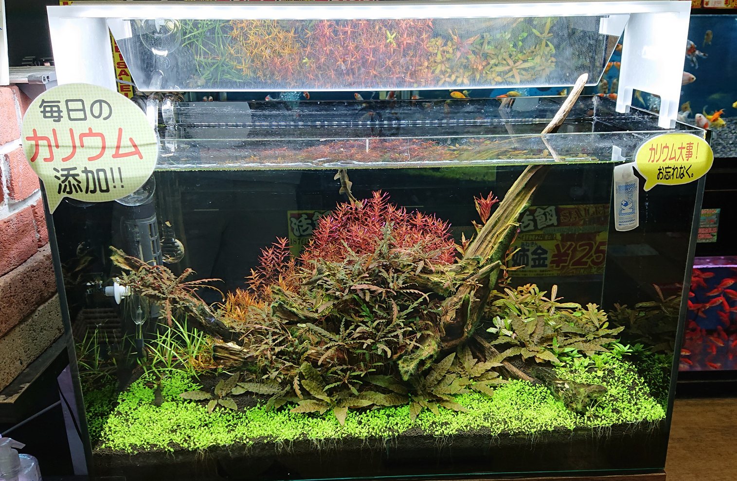 ADA アクアスカイ602 廃盤品 廃盤] ADA アクアスカイG 602 廃盤] ADA