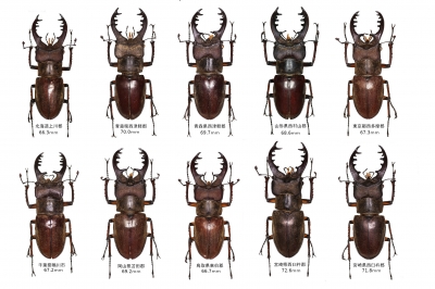 日本ミヤマクワガタ全種標本 国産ミヤマクワガタ標本 | クワガタ飼育日記