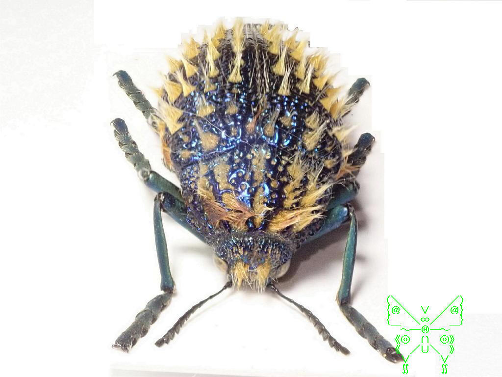 ムラサキケブカフトタマムシ | 昆虫いいね！そだねー