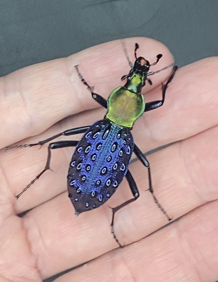 オオコブカブリモドキ | ホペイフリークの自己満足日記