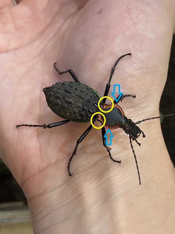 オオコブカブリモドキ | ホペイフリークの自己満足日記