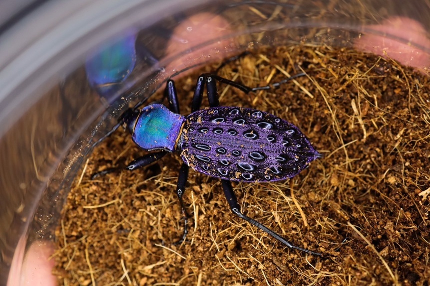 ブルーで凄く美しいカブリモドキ！ ブルーで凄く美しいカブリモドキ