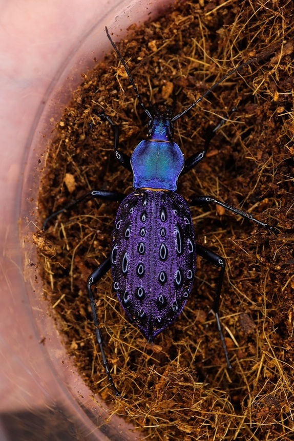 ブルーで凄く美しいカブリモドキ！ イボカブリモドキSSP重慶市産ブルー