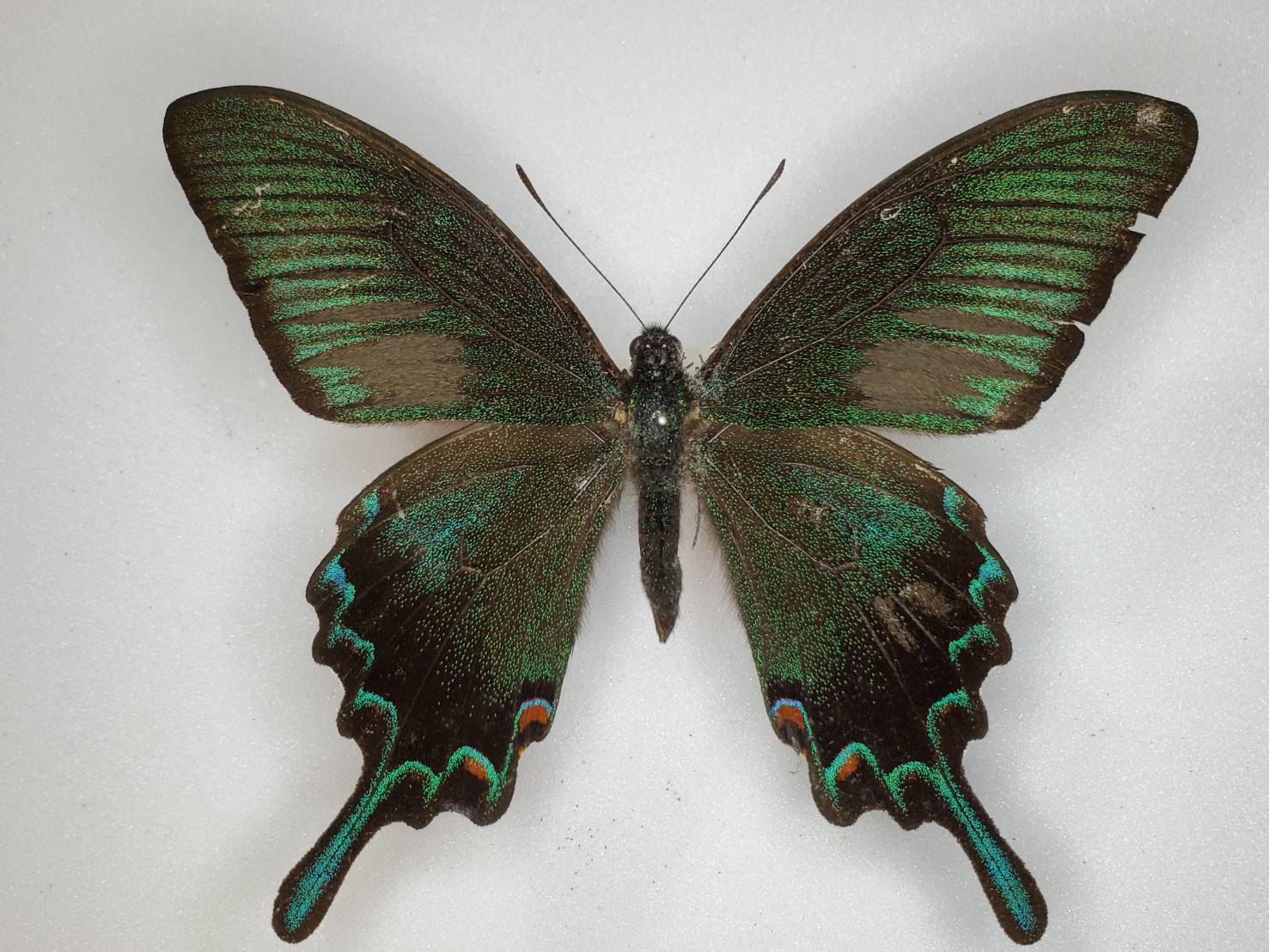 カラスアゲハ 名義タイプ亜種 Papilio dehaanii dehaanii C. Felder et