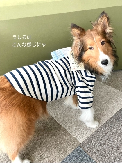 新品未使用／日本未入荷】セントジェームス 犬服 XL フランス