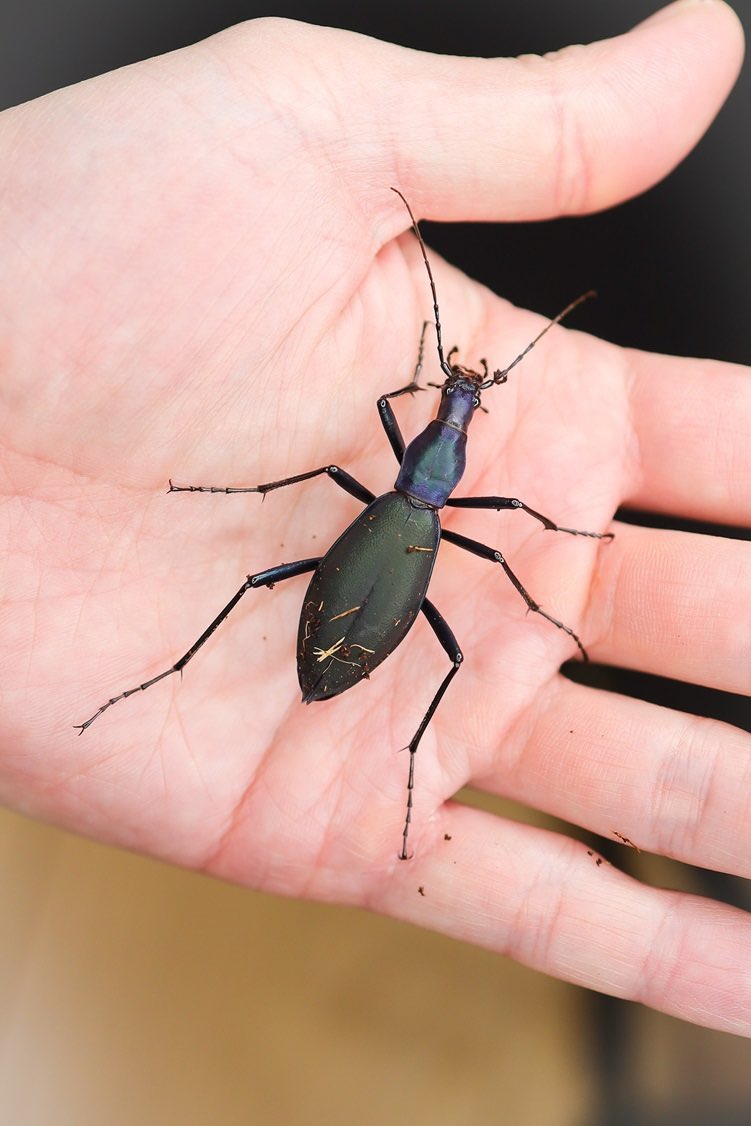 カブリモドキ飼育交雑個体