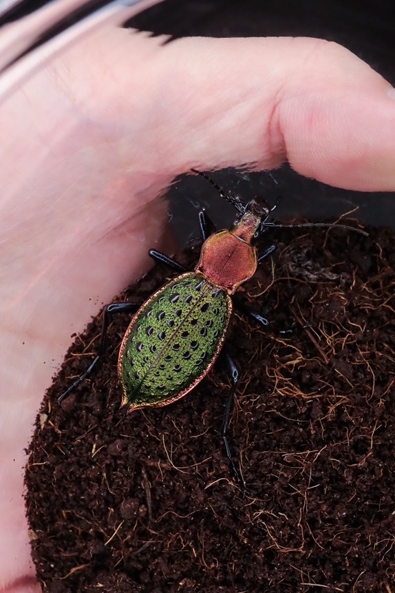 カブリモドキ 飼育交雑個体② カブリモドキ 飼育交雑個体②