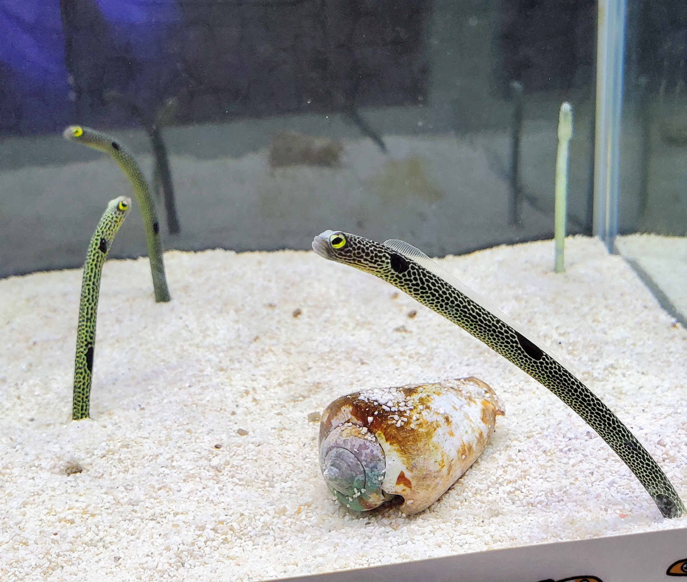 ひごペットフレンドリーパームシティ和歌山店】海水魚のご紹介