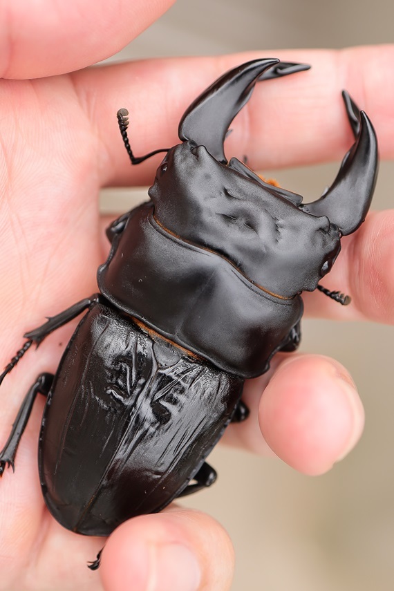 平成8年型 ホペイオオクワガタ飼育品78㍉ 【公式通販】