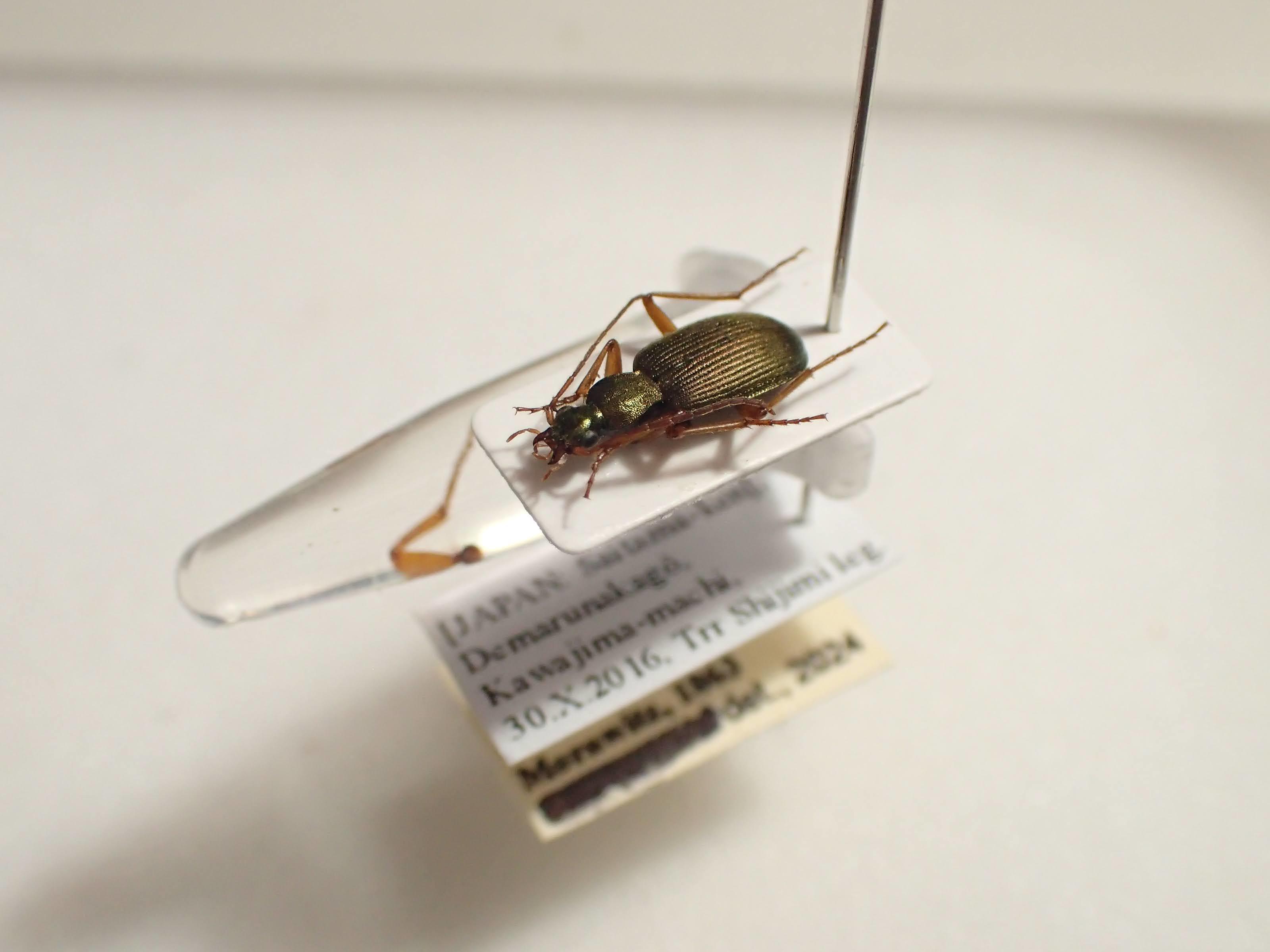 バッタ・カマキリなどの標本の作り方と変色を防ぐ方法【直翅類