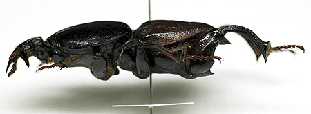 ケラモドキカミキリ 標本