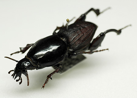 ケラモドキカミキリ 標本