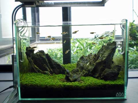 ADA 36センチ水槽