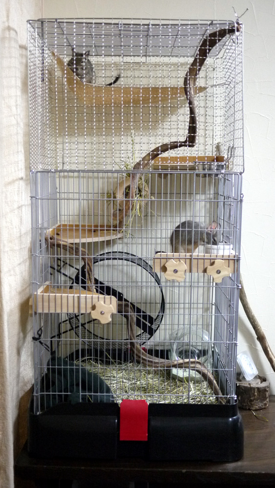 イージーホーム80ハイ チンチラ飼育セット 【公式通販】