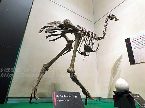 赤字☆【入手困難】博物館クラス 恐竜の卵化石ハドロサウルスの卵の巣8個