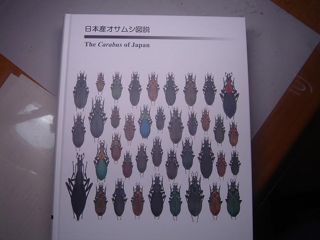 オサムシ初心者による オサムシの交尾器の抜き方 | しみじみ観察メモ