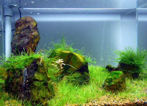 赤玉石 アクアリウム ADA 石組レイアウト 水石 鑑賞石 庭石 佐渡 盆石