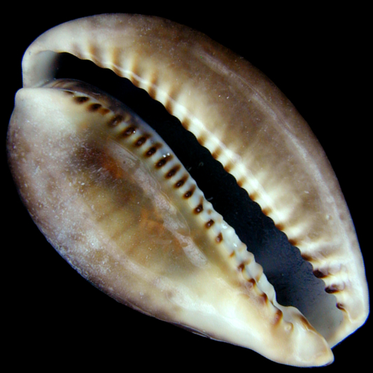 ハチジョウダカラ | 潮騒の宝箱