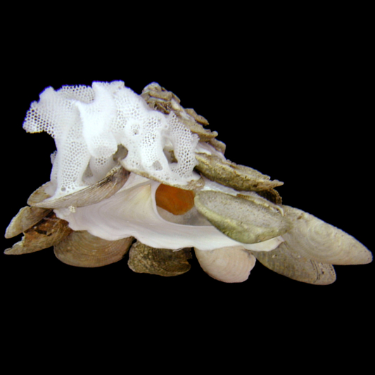 クマサカガイ | 潮騒の宝箱