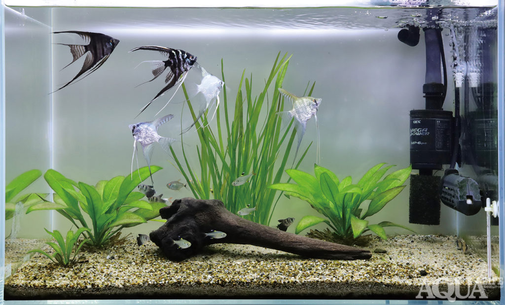 流木レイアウト A863 流木大き目サイズ大量入荷！！&水草・お魚も