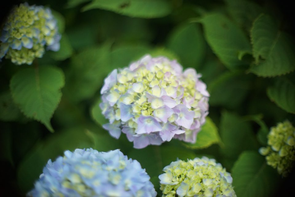 OLYMPUS H.ZUIKO Auto-S 42mm F1.2でバル切れレンズ検証！サンライズ