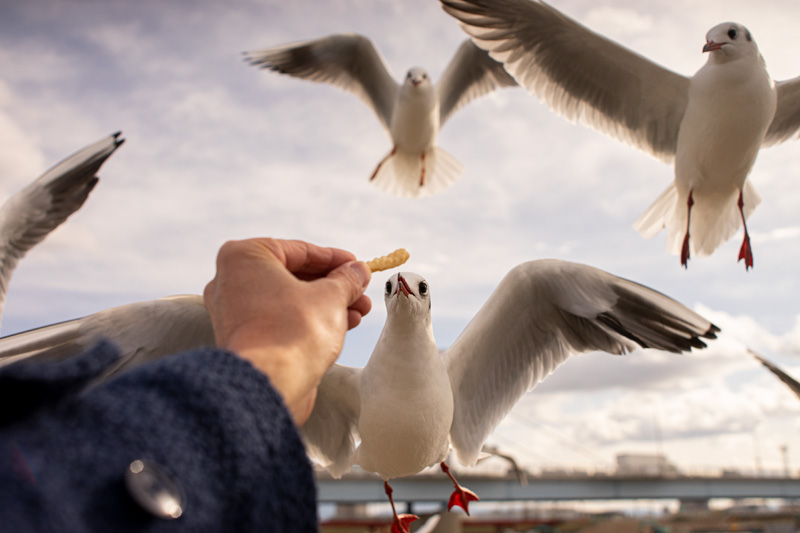 オールドレンズ探訪記] Nikon(ニコン) Ai Nikkor 35mm F1.4Sでじっくり