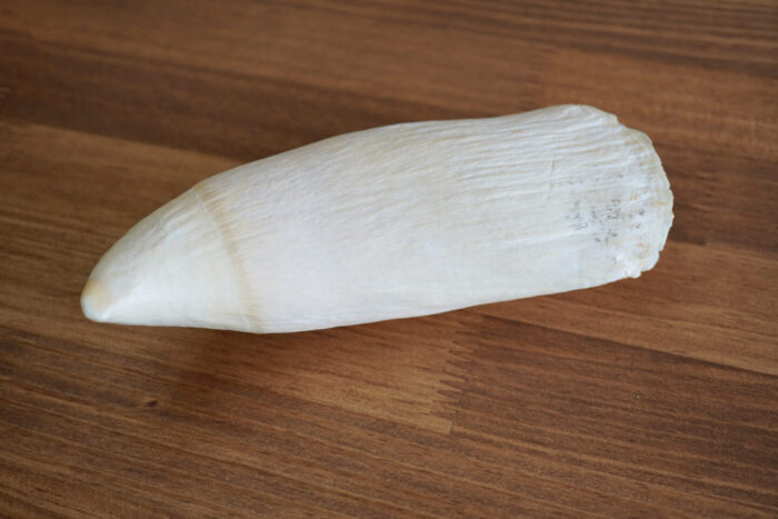 マッコウクジラの歯 根付け 印材 マッコウクジラ 抹香鯨 鯨歯印材 重量