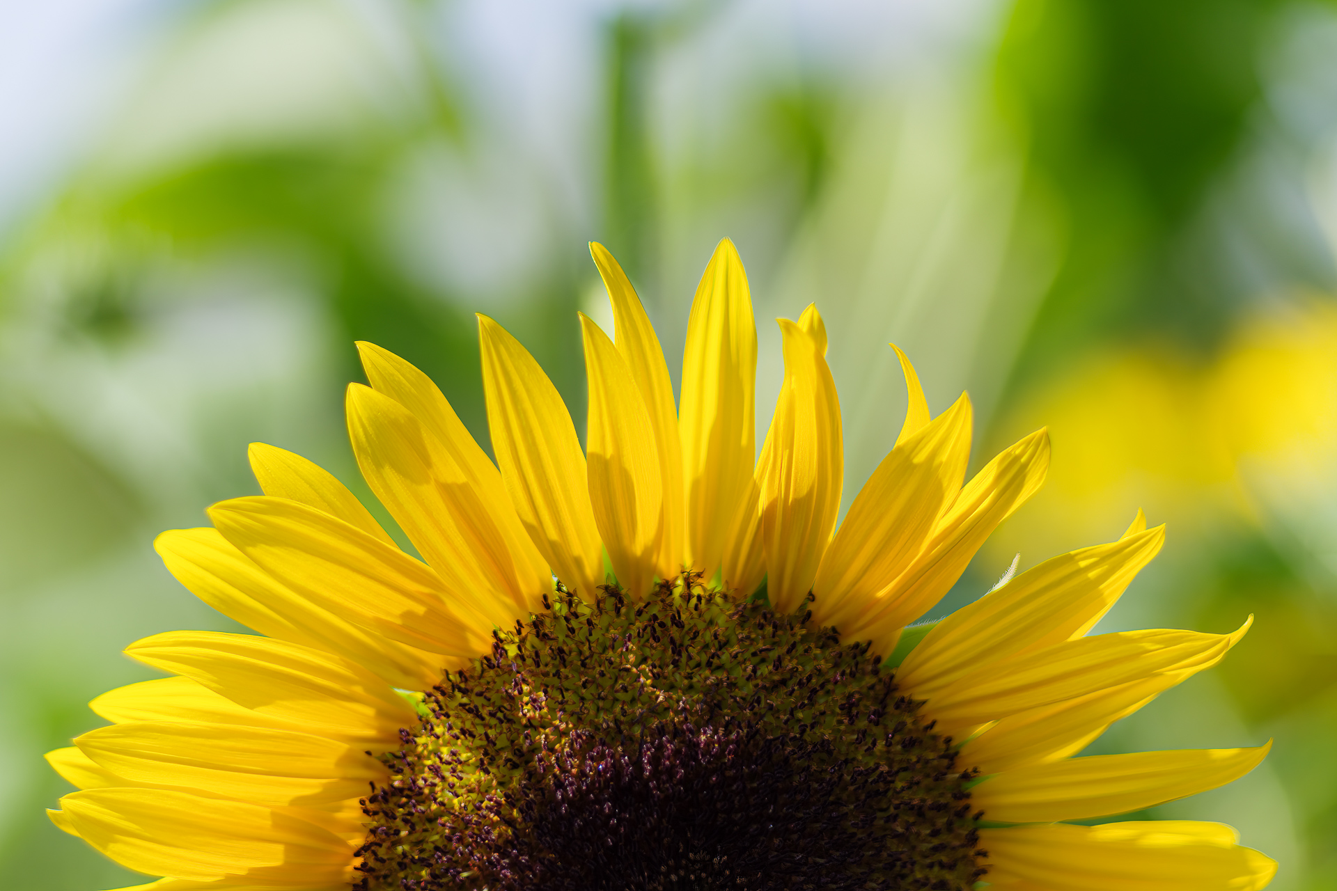 ひまわりと真夏の太陽と青空と緑と東京スカイツリー – 酔人日月抄外伝