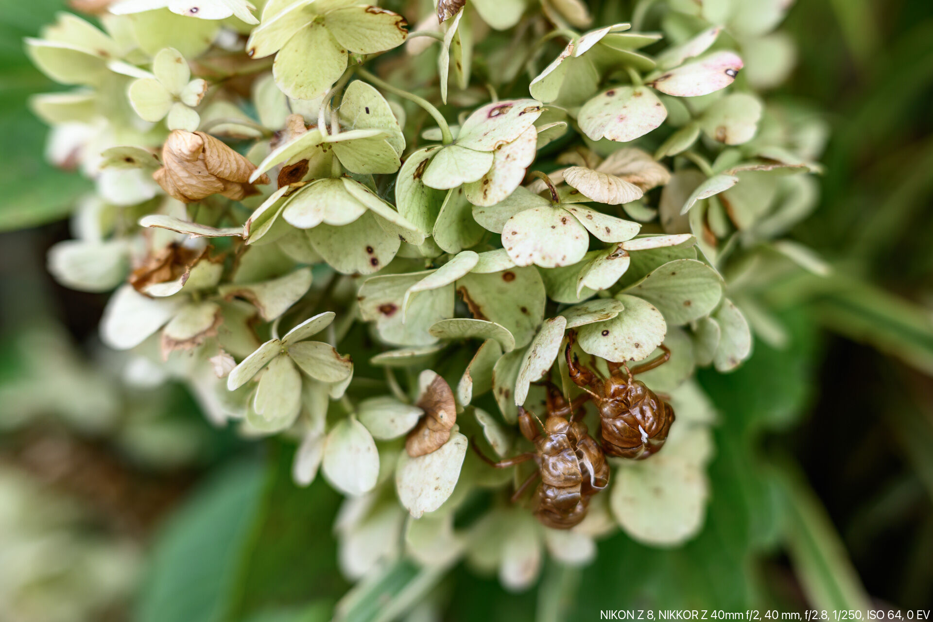 夏が過ぎ秋が深まってもなお道端に残るヴィンテージ紫陽花 – 酔人日月