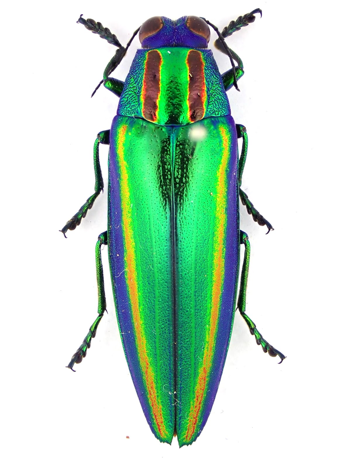 玉蟲-生きた宝石-」展 レポート その1 ときてっと TOKITETO