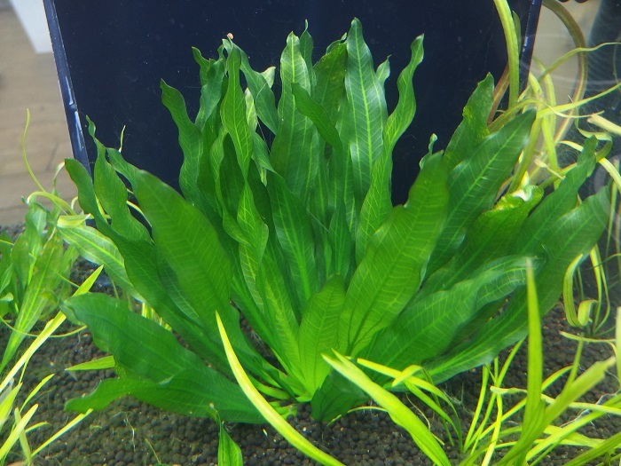 水草プロパガンダ: 「ホレマニー」と「ウルグアイエンシス」Part1